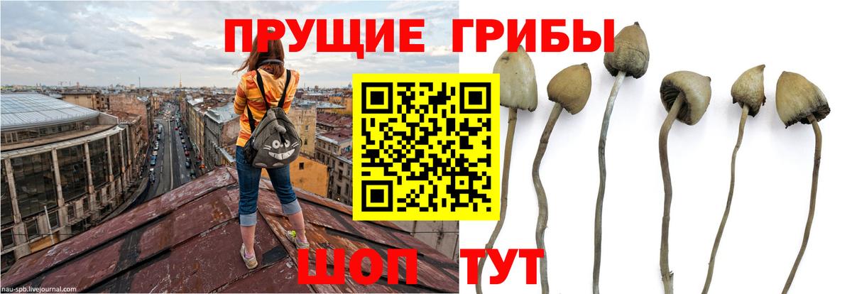 Кропоткин  Галлюциногенные грибы GOLDEN TEACHER  Вход с VPN 